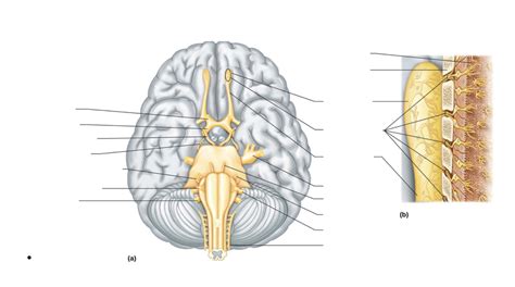 Cranial Nerves Diagram Diagram | Quizlet