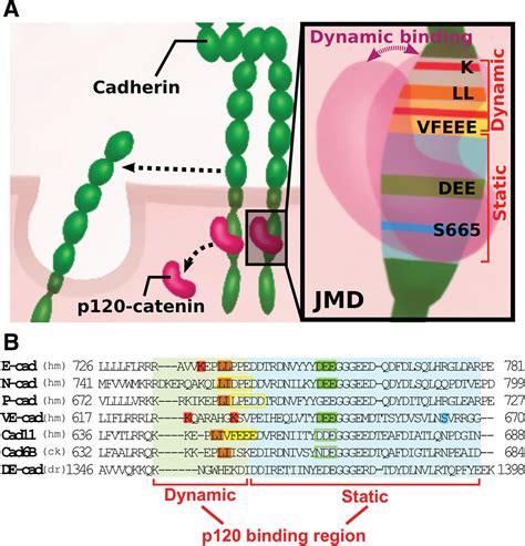 Cadherin tales: Regulation of cadherin function by endocytic membrane trafficking - Cadwell ...