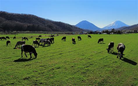 Wallpaper : landscape, animals, hill, field, cow, wilderness, plateau, steppe, grassland ...