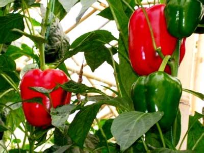 Benefits of Paprika | Herbal Medicine and Nutrition