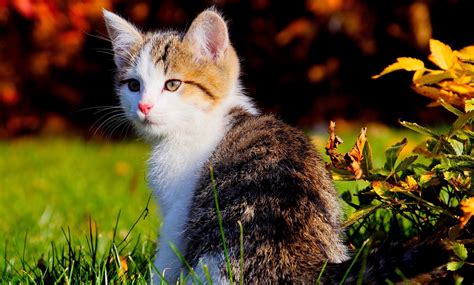 Beautiful Cats New Hd Wallpapers 2013 ~ All About HD Wallpapers