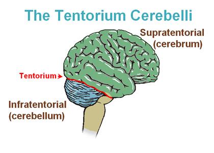 Cerebellar tentorium - Wikipedia