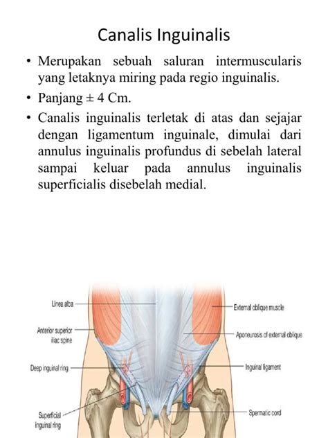 Canalis Inguinalis