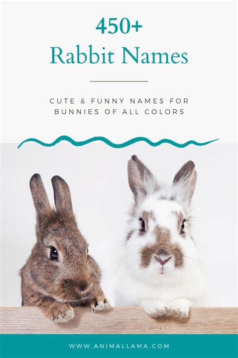 500+ Cute Rabbit Names: by Color, Famous Bunny Characters | Bunny names ...