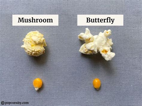 Mushroom Popcorn vs. Butterfly Popcorn | Popcornity