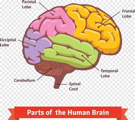 Colored and labeled human brain diagram, png | PNGEgg