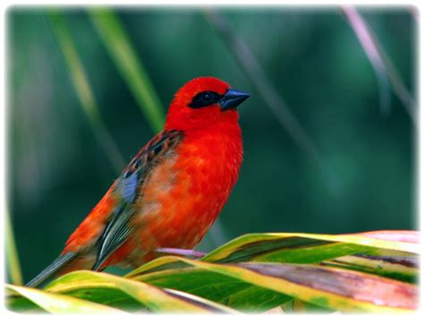 BIRDS FROM MAURITIUS photo & image | animals, wildlife, birds images at photo community