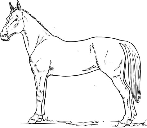 Horse Line Drawing at GetDrawings | Free download