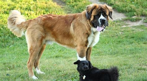 German Shepherd Bernese Mountain Mix: All About Euro Mountain ...