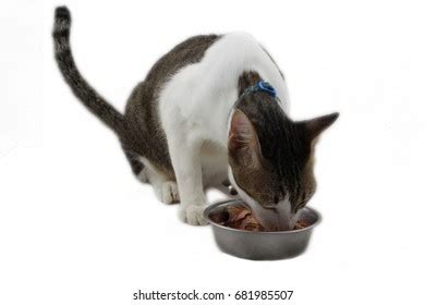 Cat Eat Wet Food: Over 2,788 Royalty-Free Licensable Stock Photos | Shutterstock