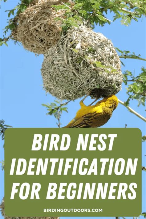 Bird Nest Identification: 5 QUICK Ways! (Read THIS First!) - Birding Outdoors