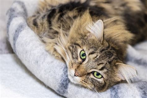 Domestic Longhair Cat Facts | ASPCA® Pet Health Insurance