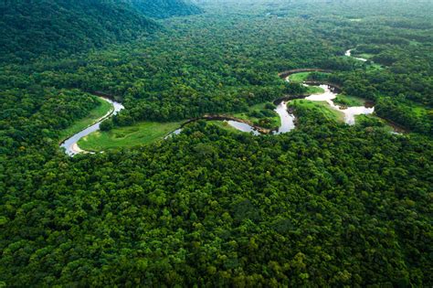 Brazil’s Atlantic Forest Was Long Neglected—Now, It’s a Lush ...