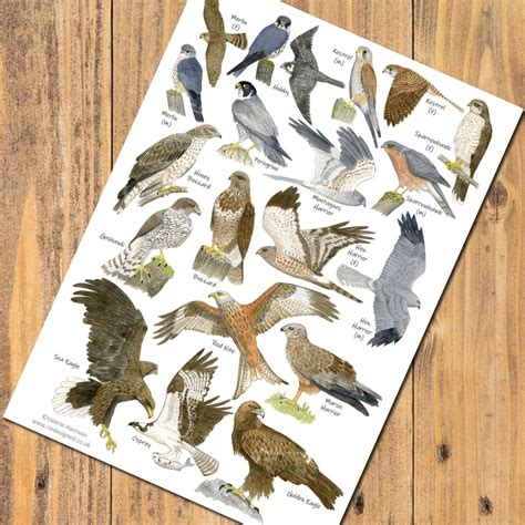 British Birds of Prey Identification A5 Card Postcard, Art Print