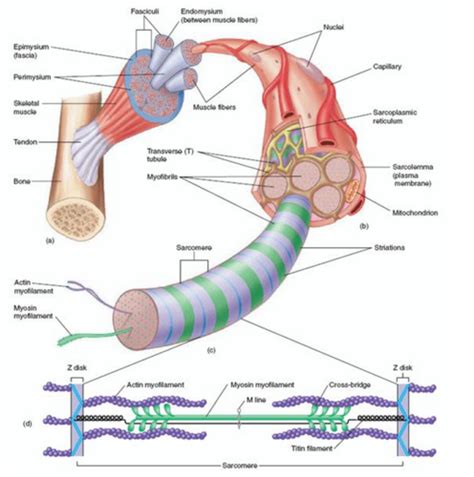 Striated (Skeletal) Muscle Fibers/Cells Flashcards | Quizlet