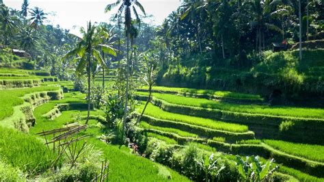 Ubud Culture Tour - BaliDriverPrivateTour.com