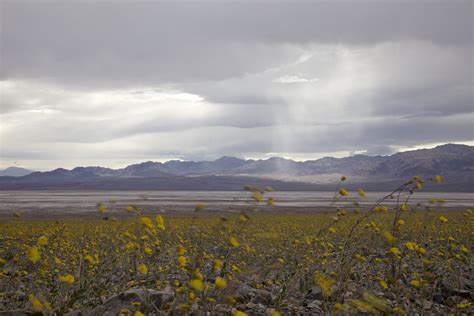 [5616x3744] Rain in Death Valley over the superbloom [OC] /r/EarthPorn : LargeImages