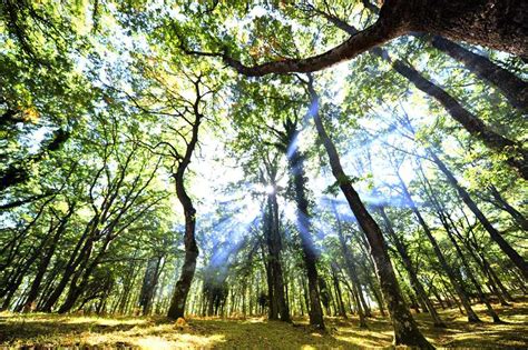 The beech forests of the Gargano Park become Natural Heritage of Humanity | e-borghi