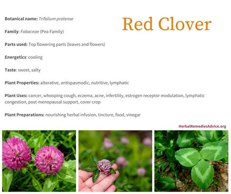 Red Clover Benefits