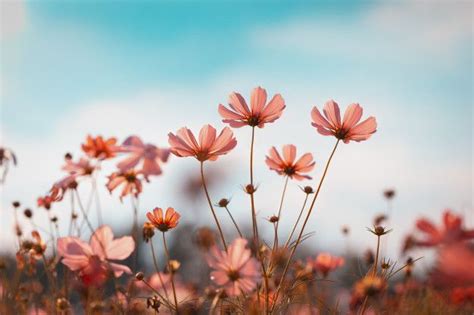 Cosmos flores hermosas | Foto Premium | Fondo de pantalla del ordenador ...