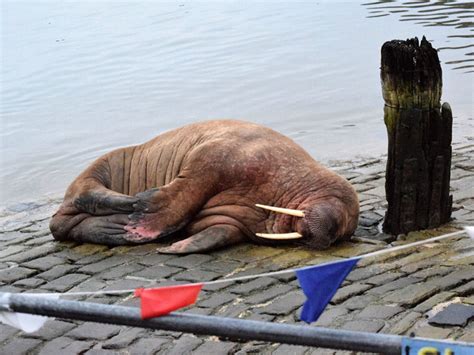 Watch: Thor the walrus bids farewell to Scarborough and sets off to sea again | YorkMix