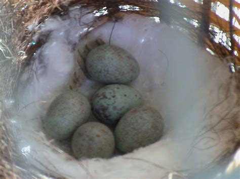 Canary eggs | Eggs, Food, Wildlife habitat