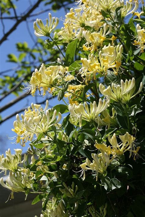 23 Different Types of Honeysuckle Varieties You Can Grow