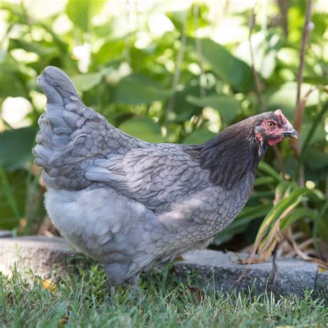 Top 6 Grey Chicken Breeds (with Pictures)