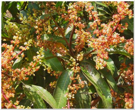 Mango Flowers | Flowers of a mango tree in bloom. Location: … | Flickr