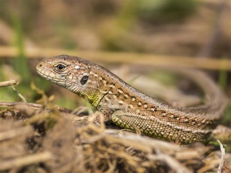 Types of Lizards: - Cheka Paws Animal Care