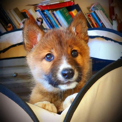 Stray Puppy Turns Out to Be Rare Dingo