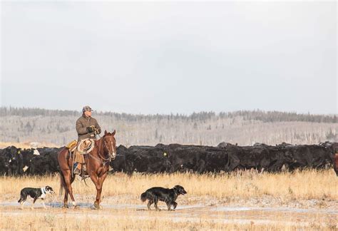 Wyoming Cowgirls Part 2 CavvySavvy.com - We Know Working Horses