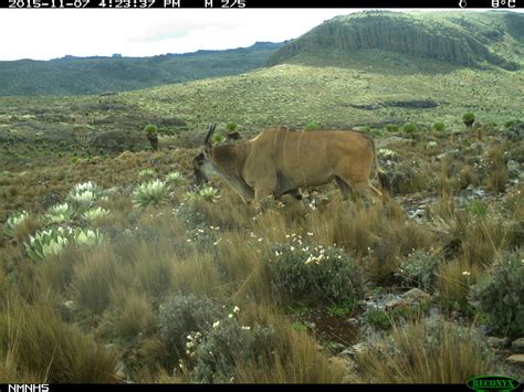 17 of the Coolest Animals on Mount Kenya - Stephanie Manka, Ph.D.