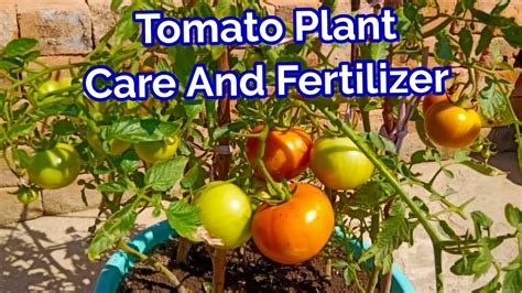 Best Fertilizer For Lots Of Tomatoes/Tomato Plant Care And Fertilizer/How To Grow Tomatoes In ...