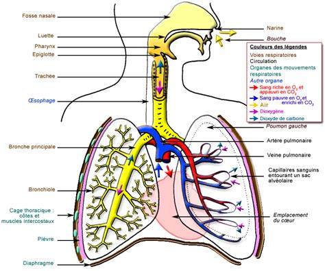 2 2 Appareil Respiratoire 10900 | Hot Sex Picture