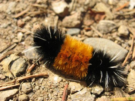 Free Woolly Bear Caterpillar 1 Stock Photo - FreeImages.com