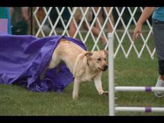 Labrador retrievers in agility Training Your Dog, Labrador Retrievers, Training Videos, Dog Info ...