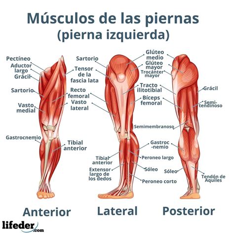 Músculos de la pierna: descripción y funciones (imágenes)