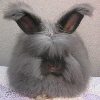 Facts About Angora Rabbits