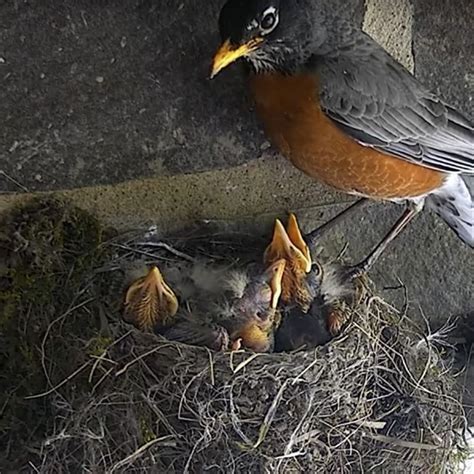 Where do robins live nest? - DIY Seattle