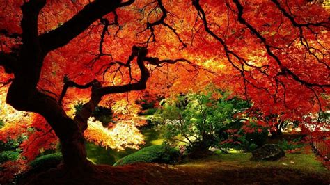 Maple Tree Wallpapers - Top Free Maple Tree Backgrounds - WallpaperAccess