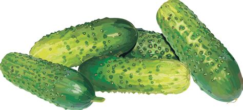 Cucumber clipart green food, Cucumber green food Transparent FREE for ...