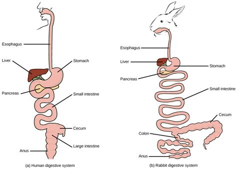 5.2 – Components of the Digestive System – Introductory Animal Physiology