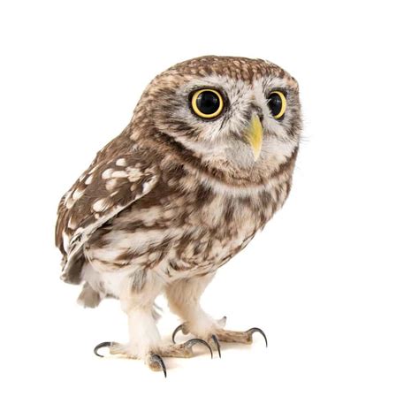 Meet The Cutest Owls In The World - A-Z Animals