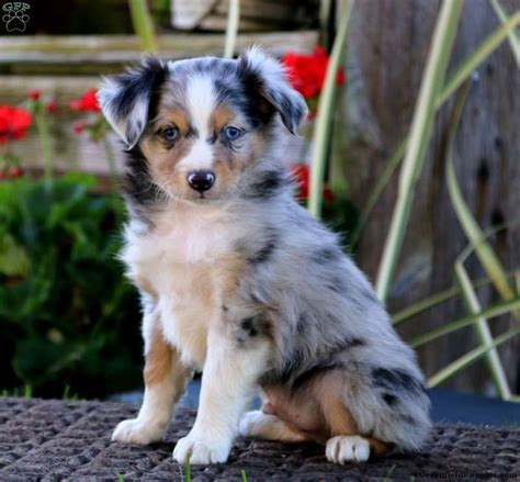 Australian Shepherd Mini Puppies For Sale Near Me - aspca ...