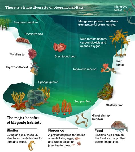 Understanding marine habitats: Marine