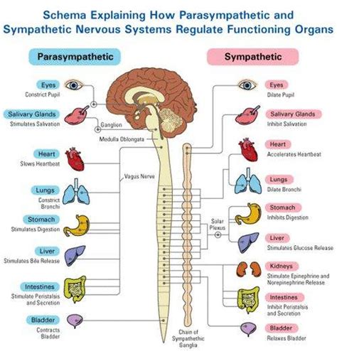 Pictures Of Autonomic Nervous SystemHealthiack