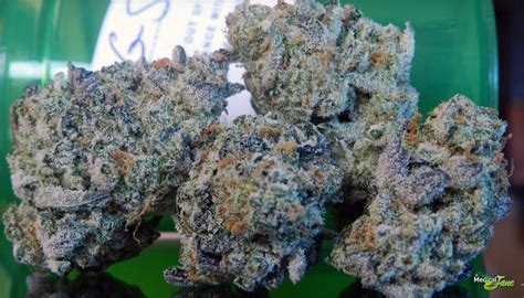 Girl Scout Cookies Marijuana Strain (Review)