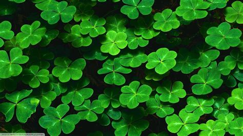 green, Clovers, Leaves, Nature Wallpapers HD / Desktop and Mobile ...