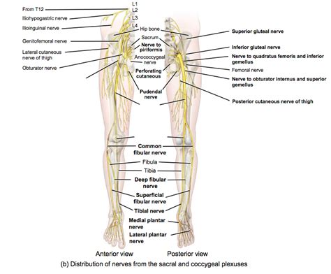 Nerves from sacral Diagram | Quizlet